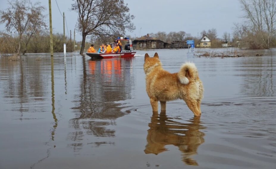 Вышедшая из Дона вода затопила машины, детские площадки и подбирается к домам в Ростовской области. Фото: Алексей БУЛАТОВ