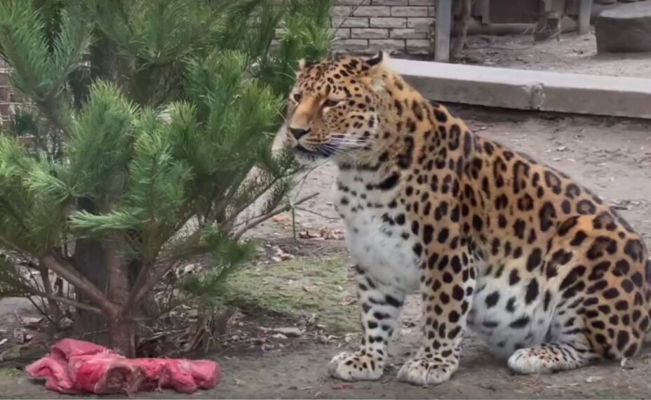 Только осмотрев внимательно сосну со всех сторон, Амур решился пообедать. Фото: Ростовский зоопарк